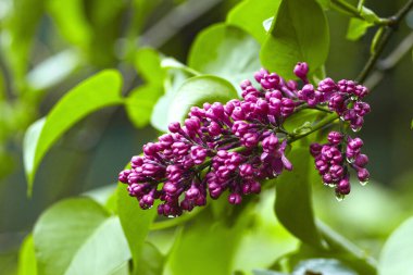 Yağmurlu mor leylak çiçekleri, yakın plan fotoğraf.