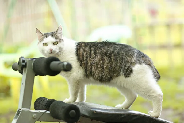 Country Cat Outdoor Closeup Foto Stoel Groen Gras Achtergrond — Stockfoto