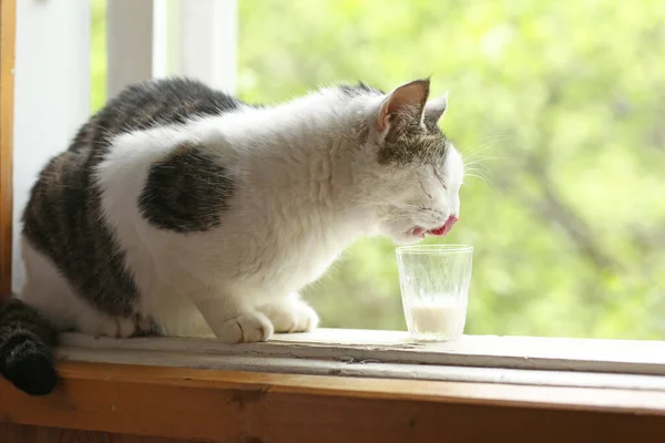 Land Söt Katt Dricka Mjölk Från Små Glas Närbild Foto — Stockfoto