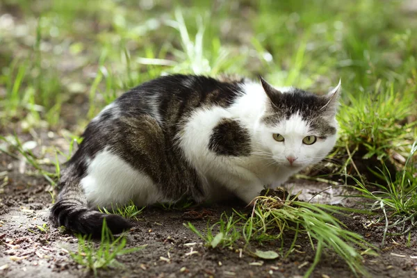 Land Katt Utomhus Närbild Foto Jakt Grönt Gräs Bakgrund — Stockfoto