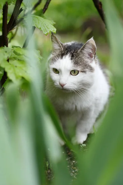 Country Cat Outdoor Closeup Photo Hunting Green Grass Background — Stock Photo, Image