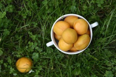 Sağlıklı kahvaltı - kayısılar kasede. Dikey fotoğraf çekin ve yeşil çimen arka planında fotokopi alanı olsun.