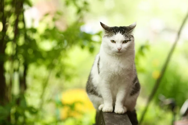 乡村风趣猫户外特写图片放松在绿色花园背景的木制长椅上 — 图库照片