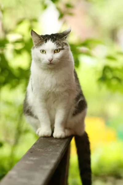 Land Rolig Katt Utomhus Närbild Foto Avkopplande Träbänk Grön Trädgård — Stockfoto