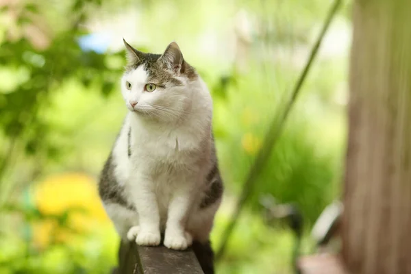 Land Rolig Katt Utomhus Närbild Foto Avkopplande Träbänk Grön Trädgård — Stockfoto