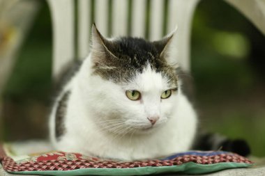 Yama yastığının üzerinde gevşeyen kapalı kapılar ardında çekilmiş komik bir kedi resmi.