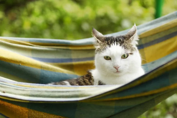 Country funny cat outdoor closeup photo relaxing on patchwork pillow — Stock Photo, Image