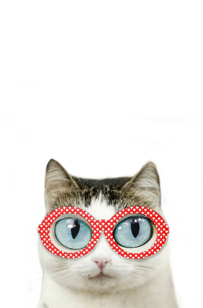 Rolig blå ögon katt i myopi ögon glasögon och röd kant med hjärtan närbild porträtt med kopia utrymme — Stockfoto
