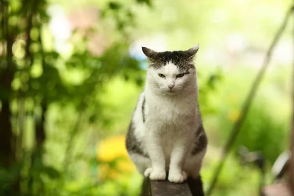Land Lustige Katze Freien Nahaufnahme Foto Entspannend Auf Holzbank Auf — Stockfoto