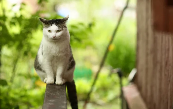 País Engraçado Gato Livre Closeup Foto Relaxante Banco Madeira Jardim — Fotografia de Stock