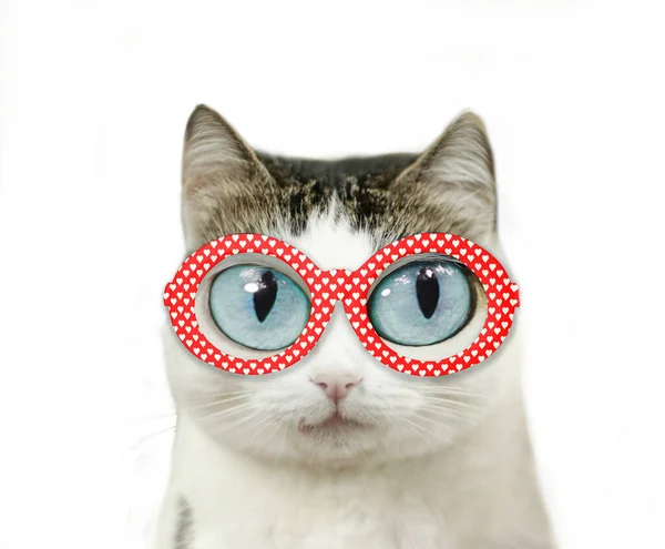 Drôle Chat Aux Yeux Bleus Myopie Lunettes Bord Rouge Avec — Photo