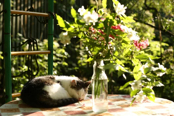 País Engraçado Gato Livre Closeup Foto Relaxante Mesa Com Buquê — Fotografia de Stock