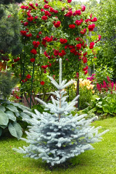 Beautiful Formal Garden Blue Spruce Tree Roses Close Photo — Stock Photo, Image