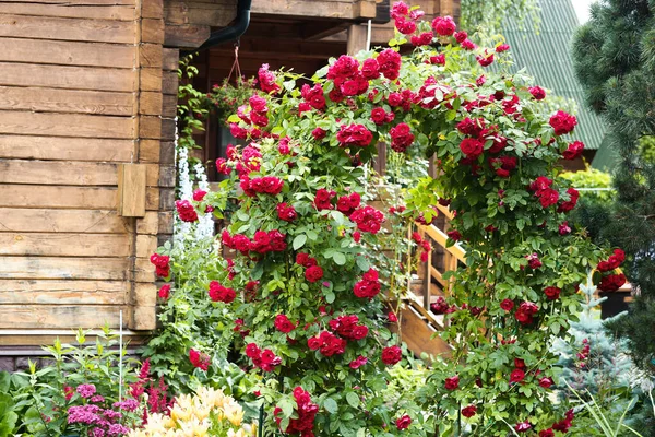 Beau Jardin Formel Avec Rose Ondulée Rouge Sur Fond Maison — Photo