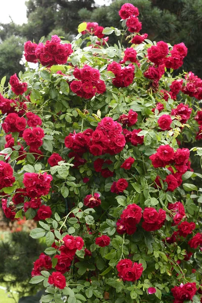 Schöner Formaler Garten Mit Roter Gepolsterter Rose Auf Landhaushintergrund — Stockfoto