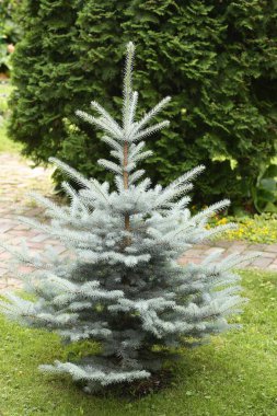 Mavi ladin ağacıyla güzel bir bahçe. Yeşil arka planda yakın plan fotoğrafı.