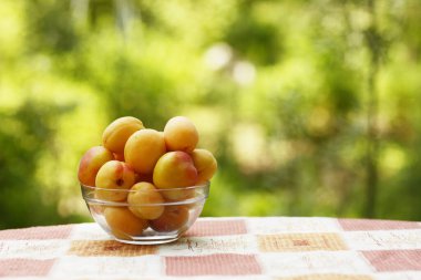 Sağlıklı kahvaltı - kayısılar kasede. Dikey fotoğraf çekin ve yeşil çimen arka planında fotokopi alanı olsun.