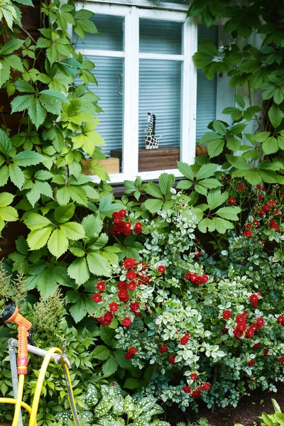 Окно Загородного Дома Диким Виноградным Растением Красными Розами Куст Крупным — стоковое фото
