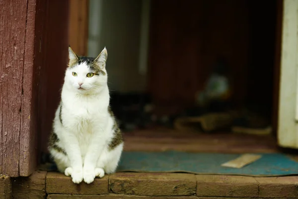 País Engraçado Gato Livre Closeup Foto Relaxante Casa Varanda Travesseiro — Fotografia de Stock