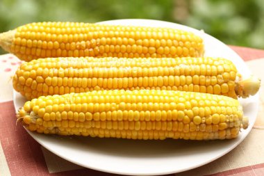 Tuzlu haşlanmış mısır koçanı. Yeşil bahçe arka planındaki tabakta yakın plan fotoğrafı.