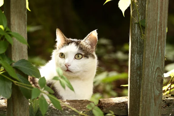 País Divertido Gato Caza Aire Libre Primer Plano Foto Verde — Foto de Stock