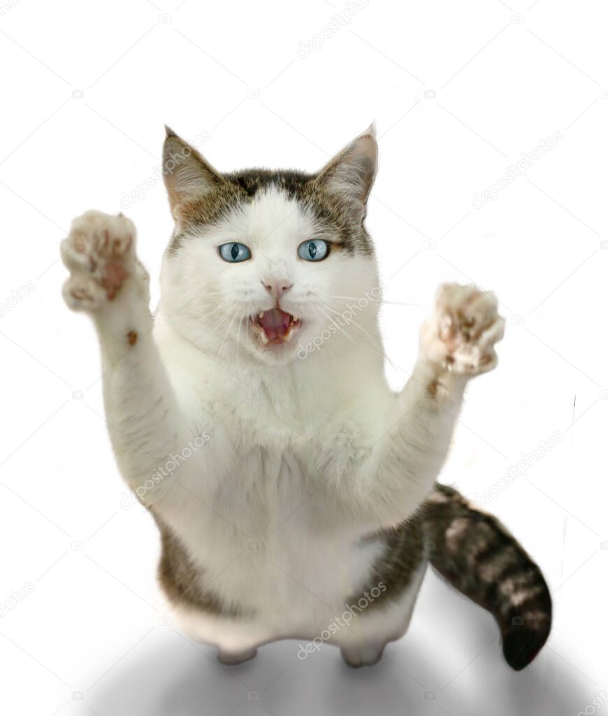 funny cat with blue eyes stay in hunting posture with open mouth isolated on white