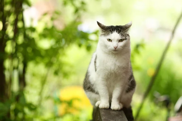 País engraçado gato ao ar livre closeup foto relaxante no banco de madeira — Fotografia de Stock