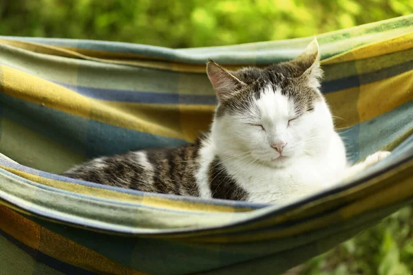 Paese divertente gatto all'aperto primo piano foto rilassante in hummock — Foto Stock
