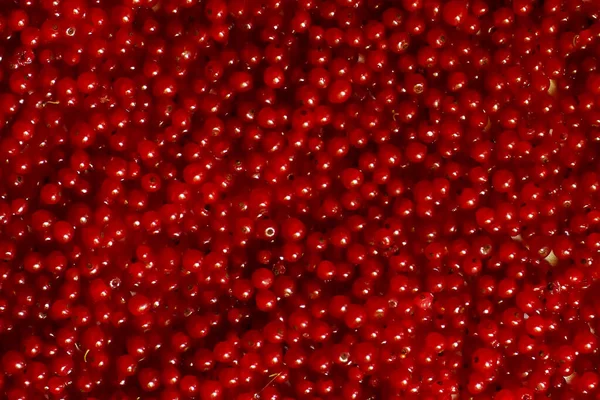 Ripe Red Currant Berries Texture Background Close Photo — Stock Photo, Image