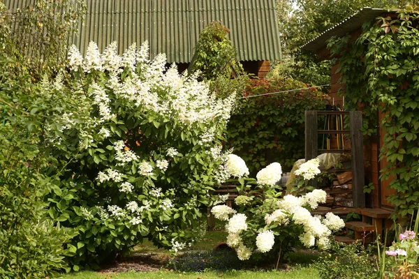 Arbusto Hortensias Blancas Fondo Del Jardín Verano Formal Cerca Foto — Foto de Stock