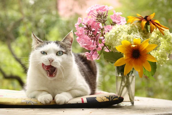 Country Funny Cat Outdoor Closeup Photo Relaxing Patchwork Pillow Flowers — Stock Photo, Image