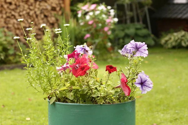 Decoratieve Stalen Bloem Vaas Met Petunia Bloemen Groene Gazon Achtergrond — Stockfoto