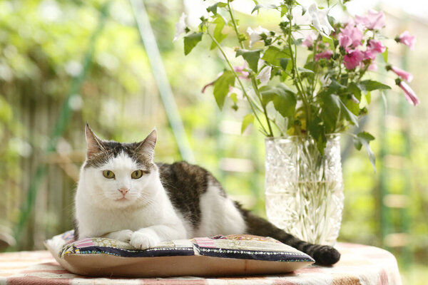 country funny cat outdoor closeup photo relaxing on patchwork pillow with flowers on green garden background