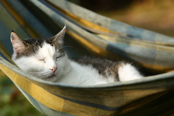 País Engraçado Gato Livre Closeup Foto Relaxante Hummock Close Foto — Fotografia de Stock