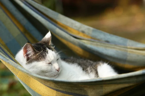 País Divertido Gato Aire Libre Primer Plano Foto Relajante Hummock — Foto de Stock