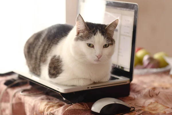재미있는 고양이 침대로 컴퓨터를 사용하여 노트북 키보드 긴장을 — 스톡 사진