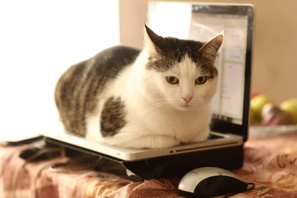 Chat Drôle Posé Sur Clavier Ordinateur Portable Détente Utiliser Ordinateur — Photo