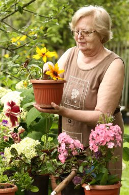 Güzel emekli kadın çiçekçi yeşil bahçe arka planındaki saksı bitkileriyle ilgilen. 
