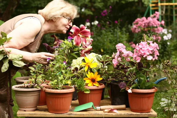 Krásný Penzista Žena Květinářství Postarat Květinář Rostliny Zeleném Zahradním Pozadí — Stock fotografie