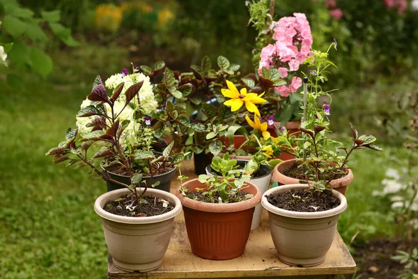 Röd Lilja Blomma Närbild Foto Krukväxter Och Grön Sommar Trädgård — Stockfoto