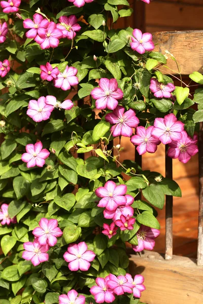 Clematis Violette Bloemen Close Foto Veranda Achtergrond — Stockfoto