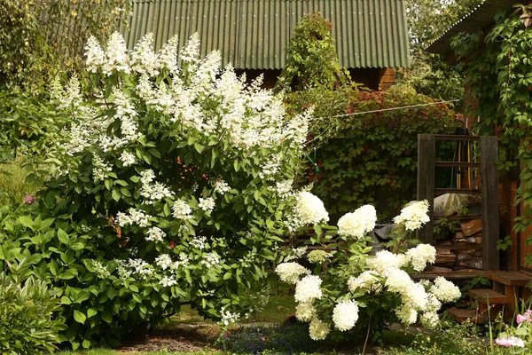 Biały Hortensja Krzak Formalne Lato Ogród Tło Zbliżenie Zdjęcie — Zdjęcie stockowe