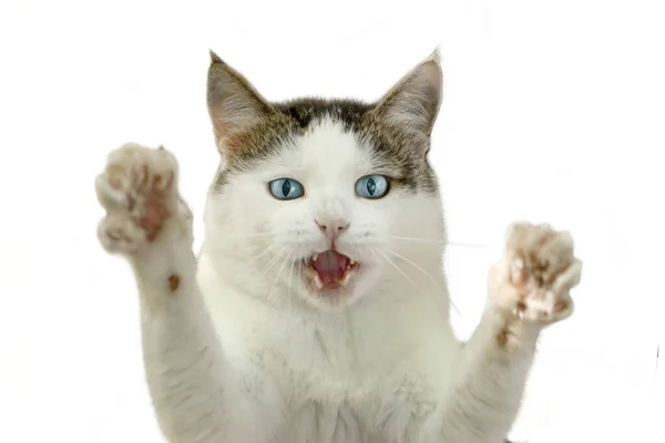 Mavi Gözlü Komik Kedi Avcılık Pozisyonunda Ağzı Açık Boşluğu Beyaza — Stok fotoğraf