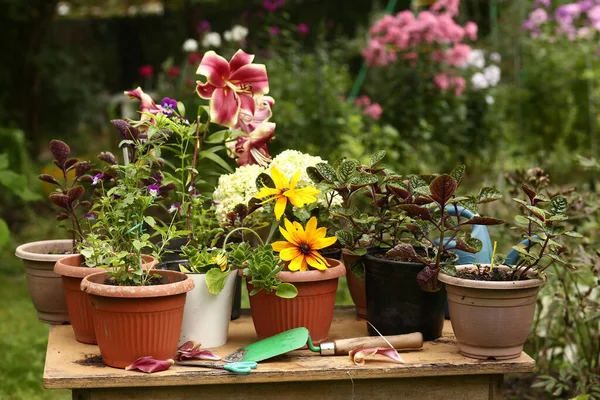 Červená Lilie Květiny Zblízka Fotografie Květináč Rostlin Zelené Letní Zahradě — Stock fotografie