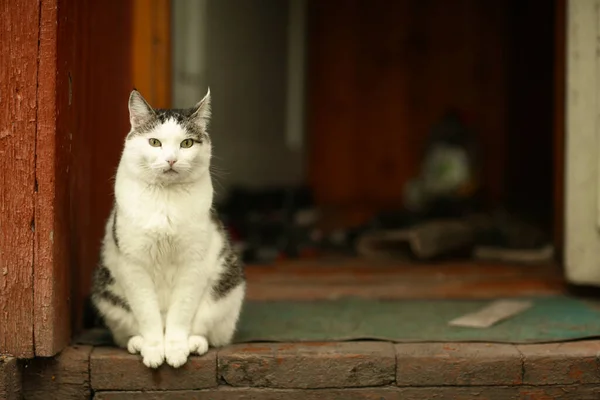 Kırsal Kesimdeki Komik Kedilerin Yakın Çekim Fotoğrafı Ahşap Kır Evinin — Stok fotoğraf