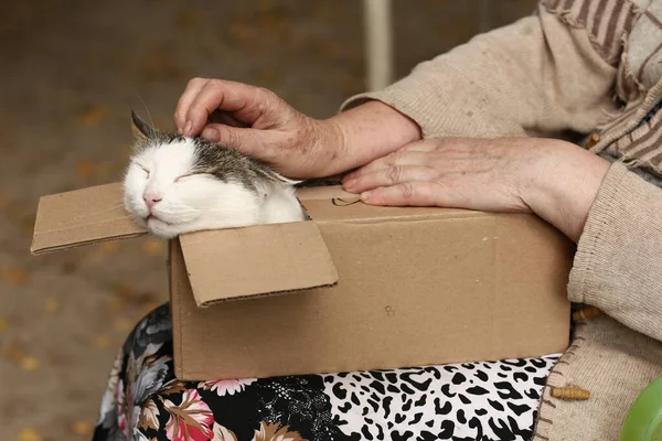 country funny cat in box on the lap with woman stroking hands close up photo