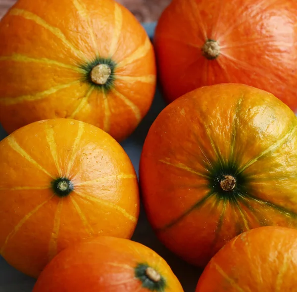 Petite citrouille nature morte halloween gros plan photo — Photo