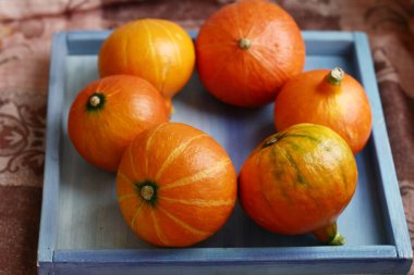 Küçük balkabağım, Cadılar Bayramı 'nda çekilen fotoğraf.