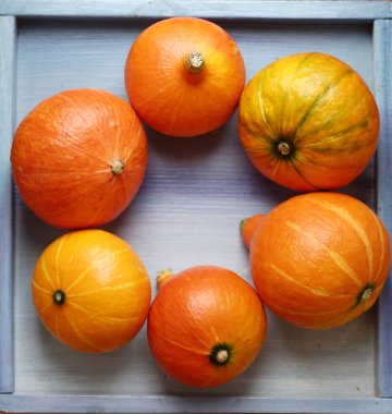 Küçük balkabağım, Cadılar Bayramı 'nda çekilen fotoğraf.