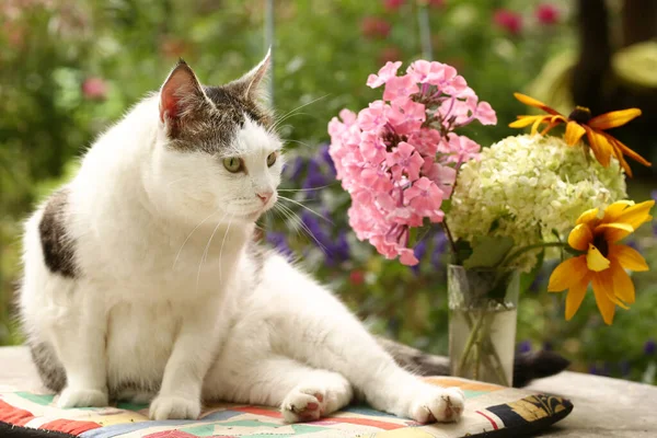 Country Funny Cat Outdoor Closeup Photo Relaxing Patchwork Pillow Flowers — Stock Photo, Image